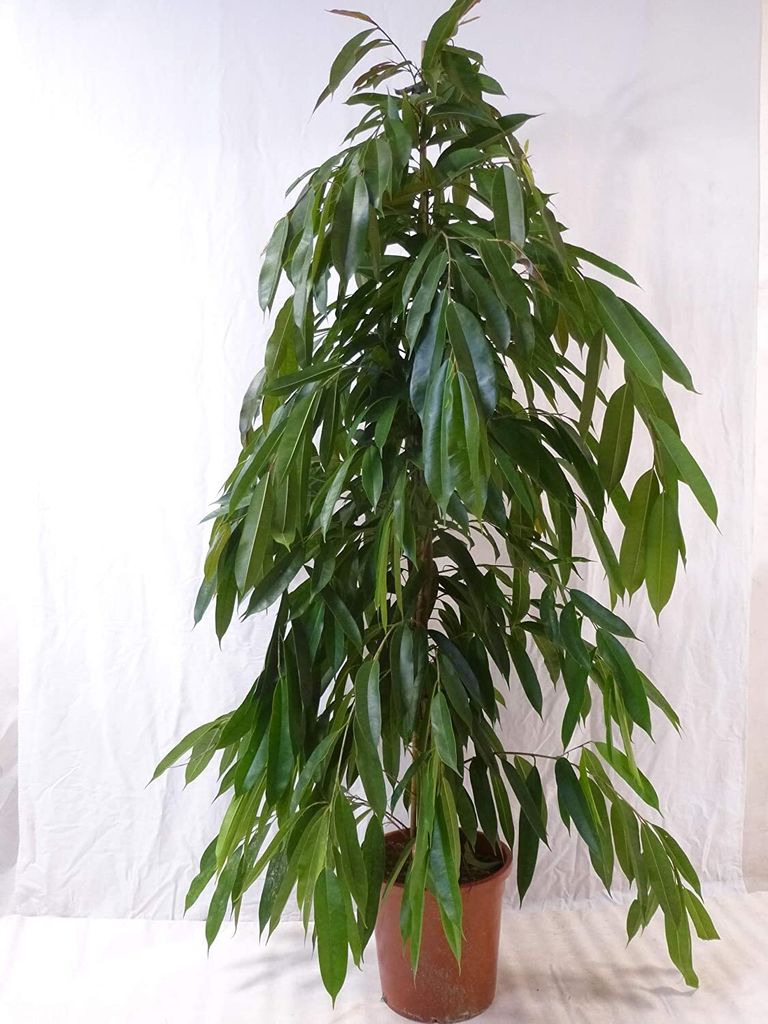 [Palmenlager] - XL Ficus bin. "Amstel King" - 150 Produktbild 