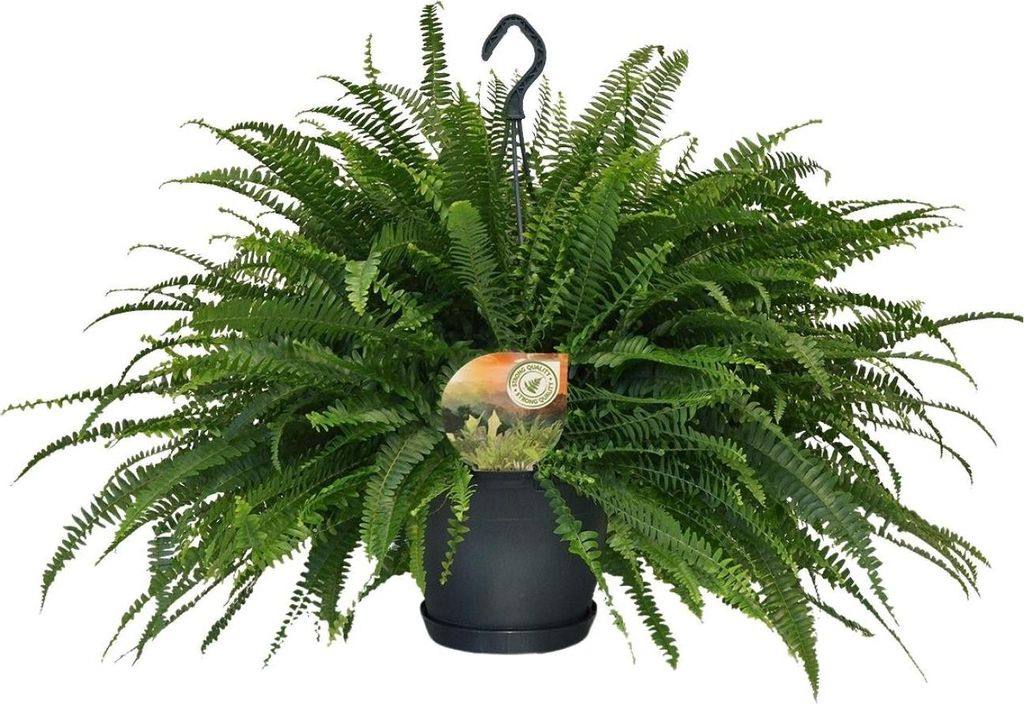 Schwertfarn Nephrolepis Green Lady Zimmerpflanze Ø20 cm 60 cm Pflegeleicht