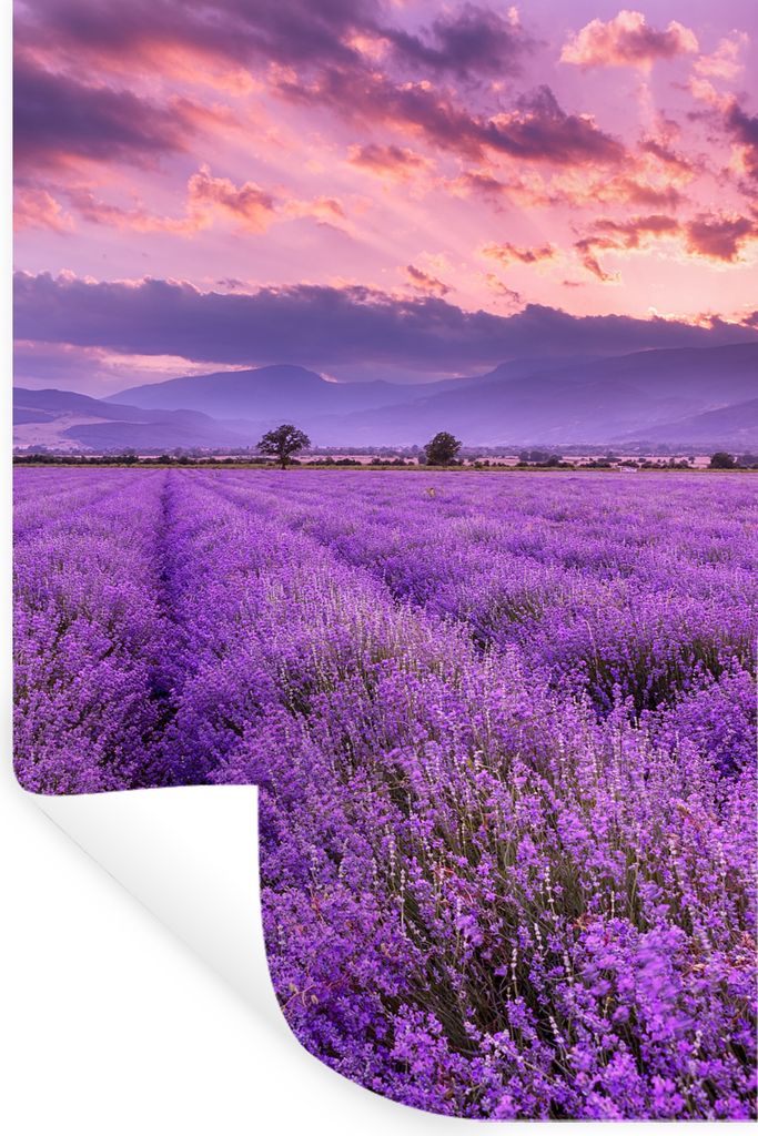 MuchoWow Wandtattoo Wandsticker Wandaufkleber Lavendel - Lila - Blumen - Feld 40x60 cm Selbstklebend und Repositionierbar - Wierderverwendbar - S...