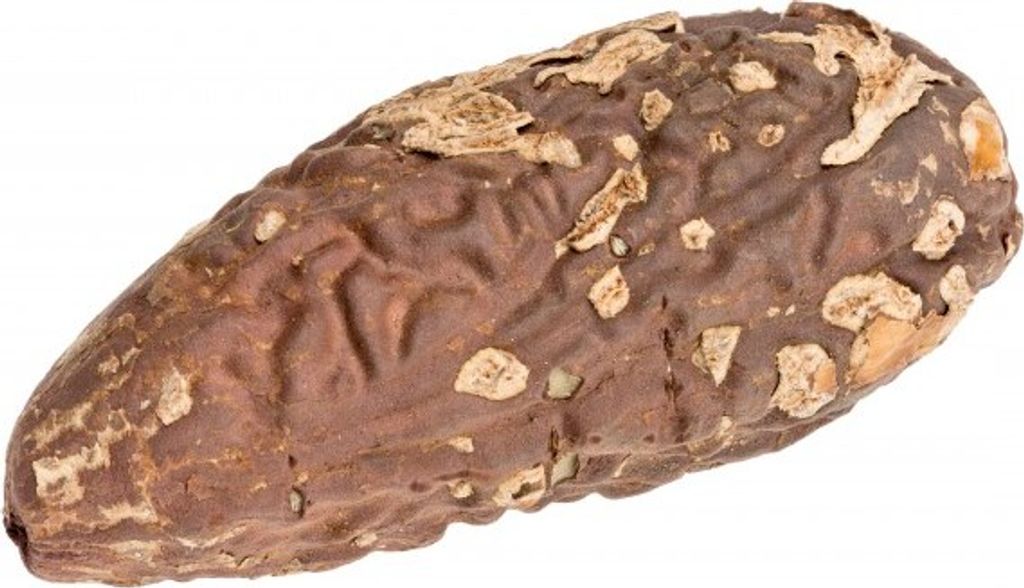 Thika-Nuss-Samen, Größe ca. 6-10cm | Raphia farinifera Produktbild 