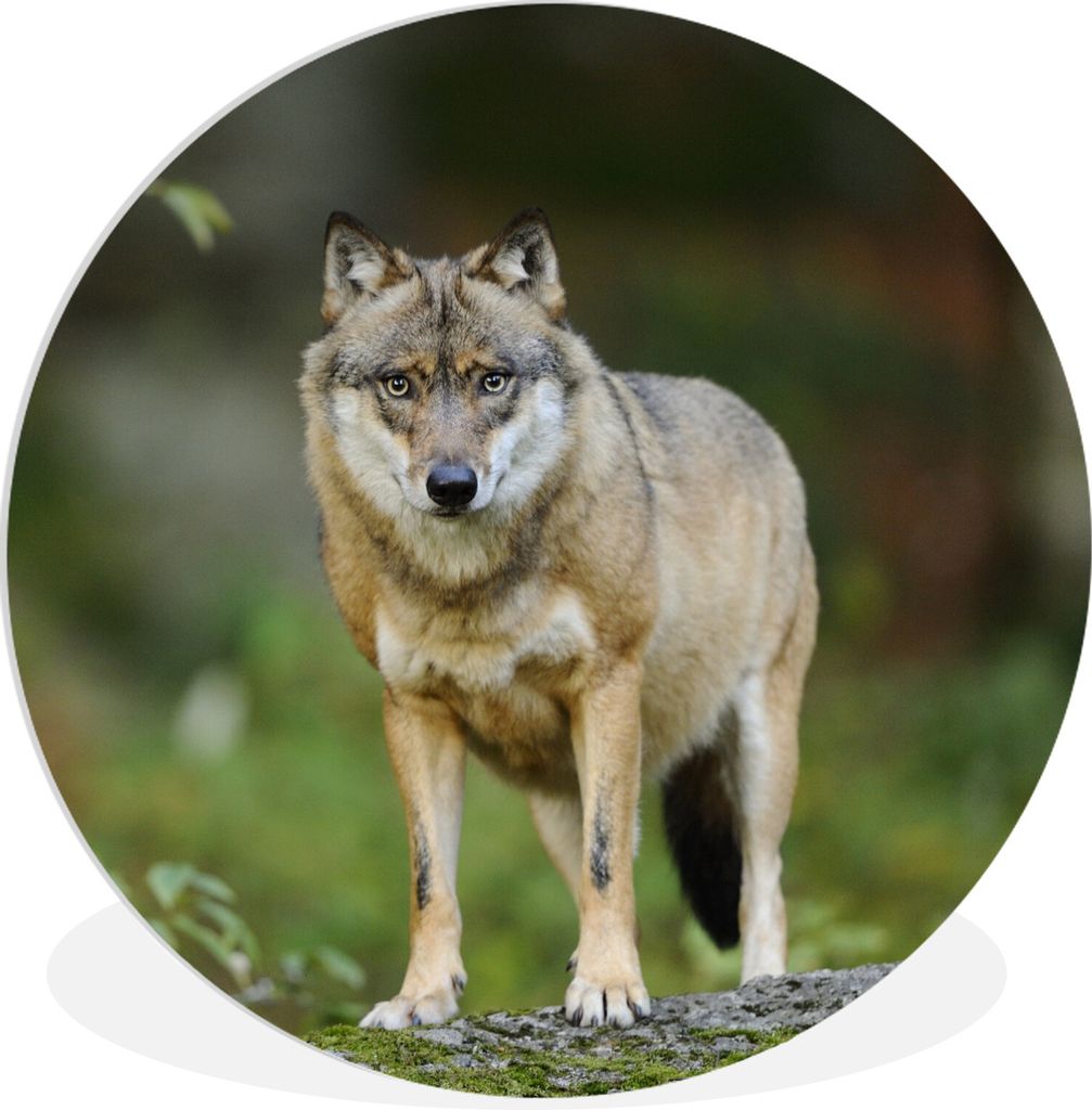 MuchoWow Rundes Wandbild - Runde Bilder Wolf - Asien - Pflanzen Ø 60 cm Kreis Wanddekoration Kunststoff - Wandkreis - Wandschmuck - Wand Kreis -...