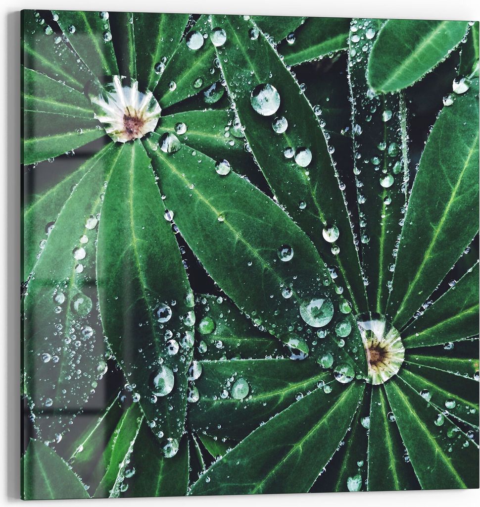 DEQORI Glasbild Echtglas 30x30 cm 'Wasserperlenverzierung' Wandbild Bild modern Deko