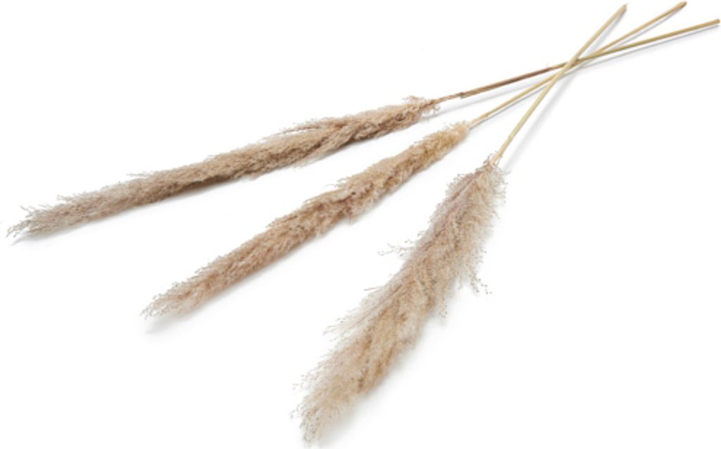 Pampasgras getrocknet ca. ±110cm 3 Stück in natur, beige und weiß Wählbar, Farbe:Natur