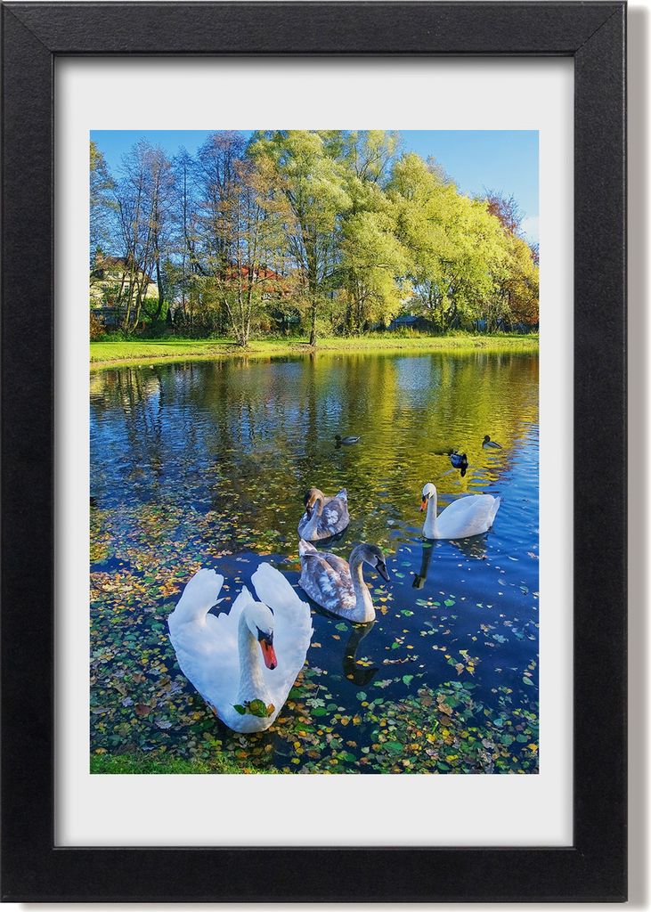 Bild 20x30 MDF-Rahmen, Wandkunst Schwäne auf dem Teich