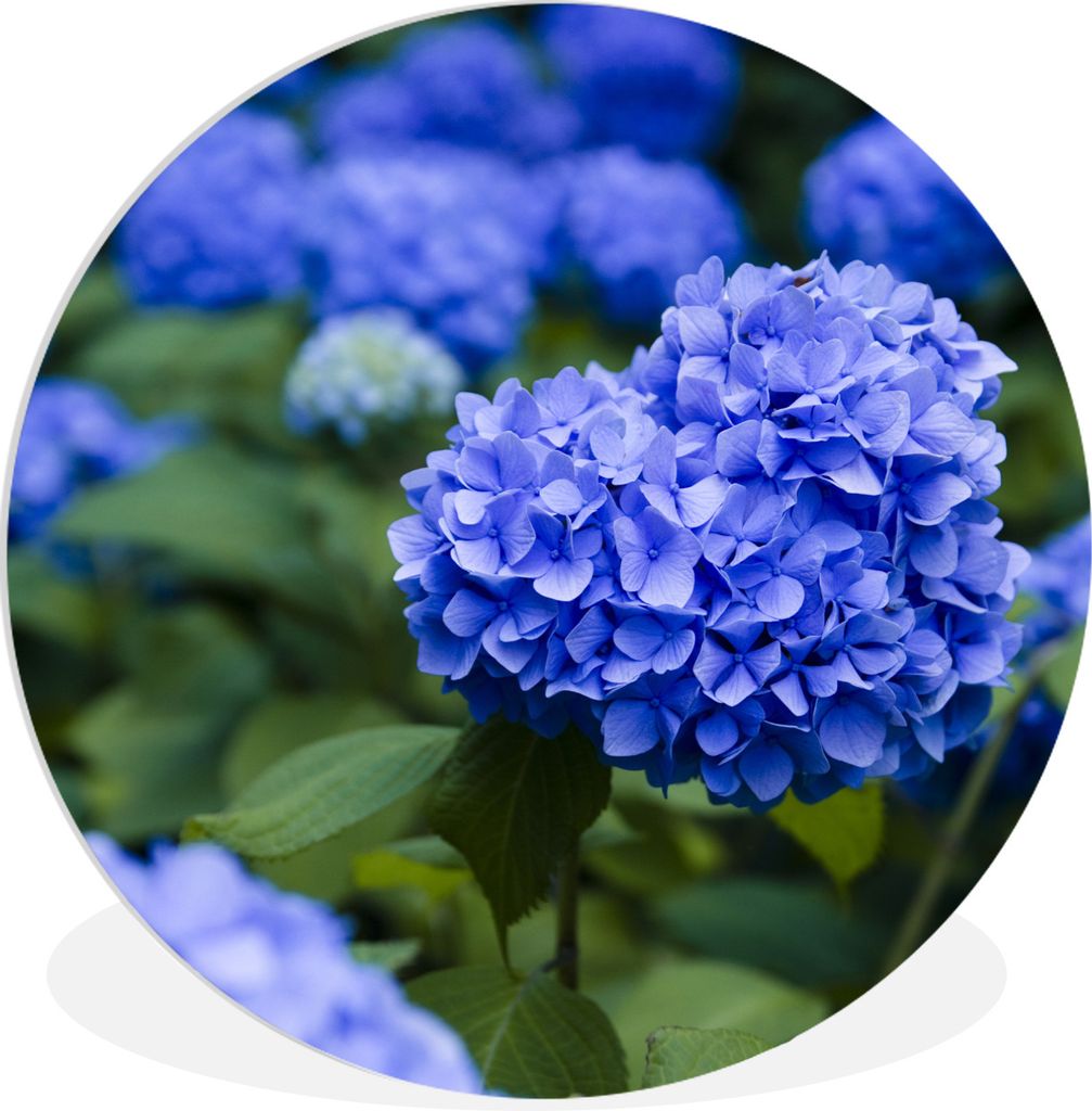 MuchoWow Rundes Wandbild - Runde Bilder Nahaufnahme blaue Hortensienblüten Ø 30 cm Kreis Wanddekoration Kunststoff - Wandkreis - Wandschmuck - ...