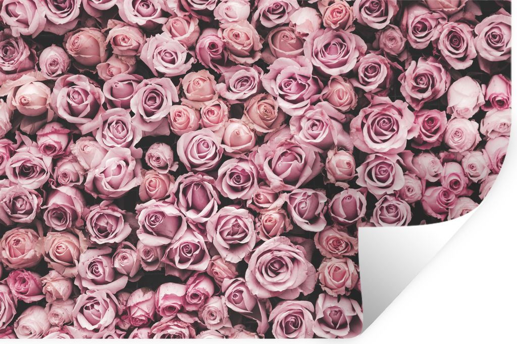 MuchoWow Wandtattoo Wandsticker Wandaufkleber Blumen - Rosen - Natur - Rosa - Botanisch 90x60 cm Selbstklebend und Repositionierbar - Aufkleber