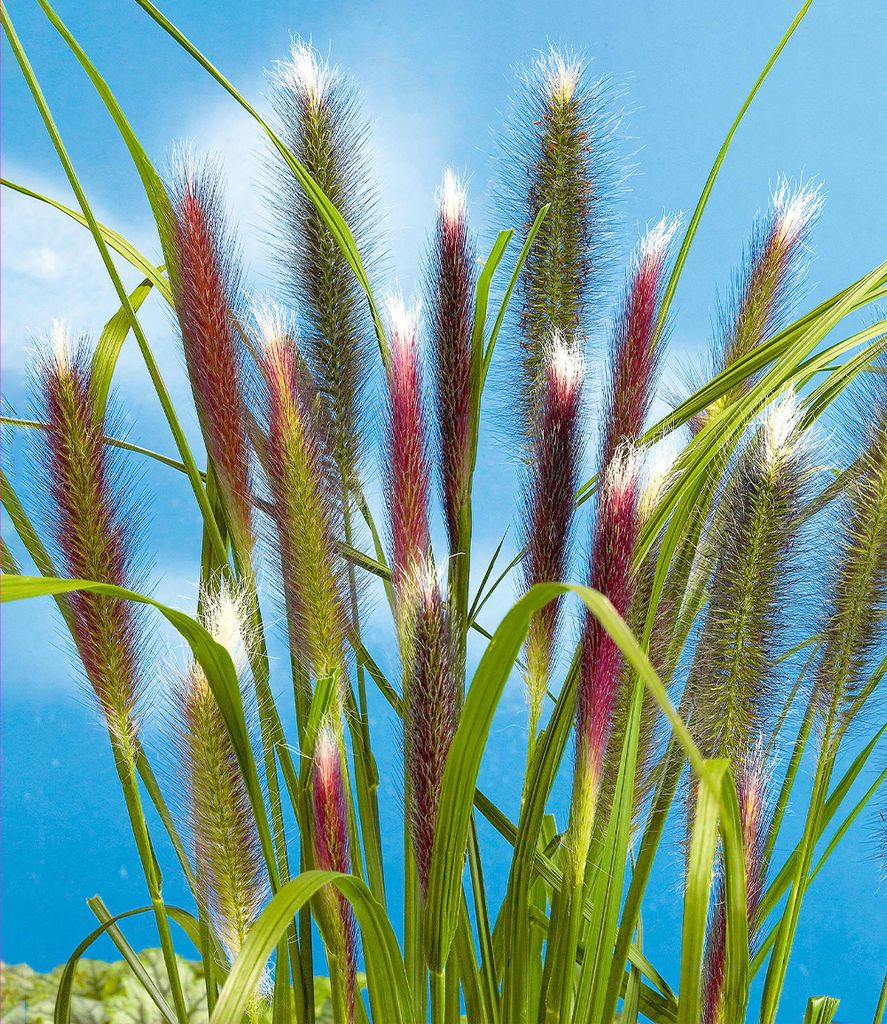 BALDUR Garten 1x Lampenputzergras Red Head, Pflanze im 9x9 Produktbild 