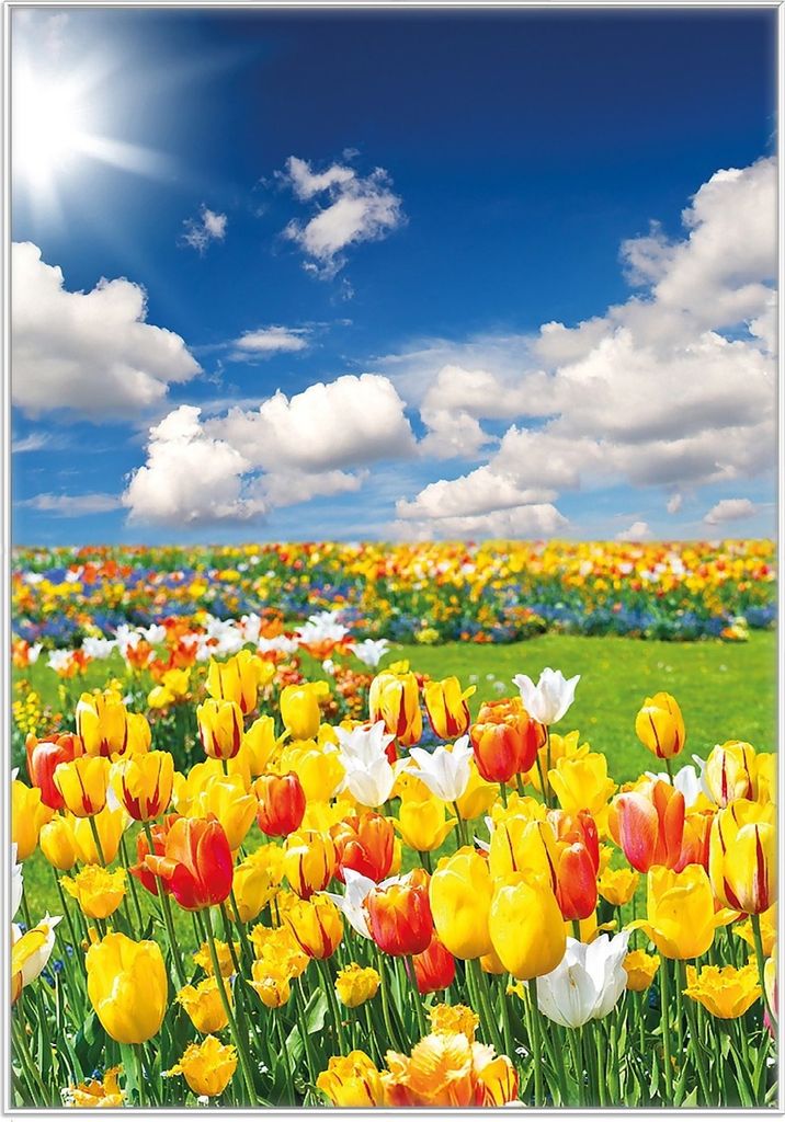 Wallario Wandbild Tulpenwiese unter blauem Himmel, Größe: 70,30 x 100,30 cm, Poster mit weißem Kunststoffrahmen