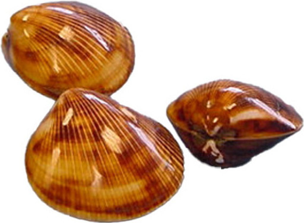 Echte Braune Herzmuschel Brown cockles poliert 3-er Set Muschel 3-4 cm