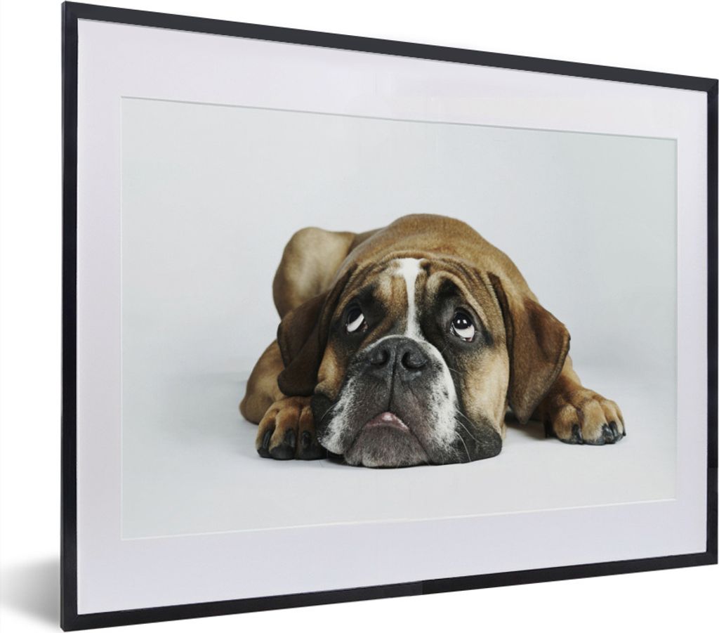 MuchoWow MuchoWow Gerahmtes Poster Hund - Haustiere - Weiß 40x30 cm - Poster mit zchwarzem Bilderrahmen - Bilderrahmen - Poster im Rahmen