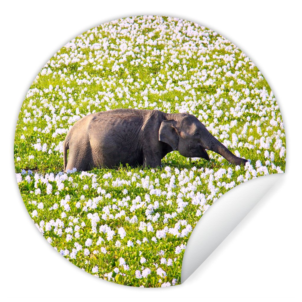 MuchoWow Runde Wandtattoo - Wandsticker Tapete Aufkleber Elefant - Wasser - Pflanzen - Grün - Natur - Tiere Ø 30 cm Selbstklebend und Repositio...