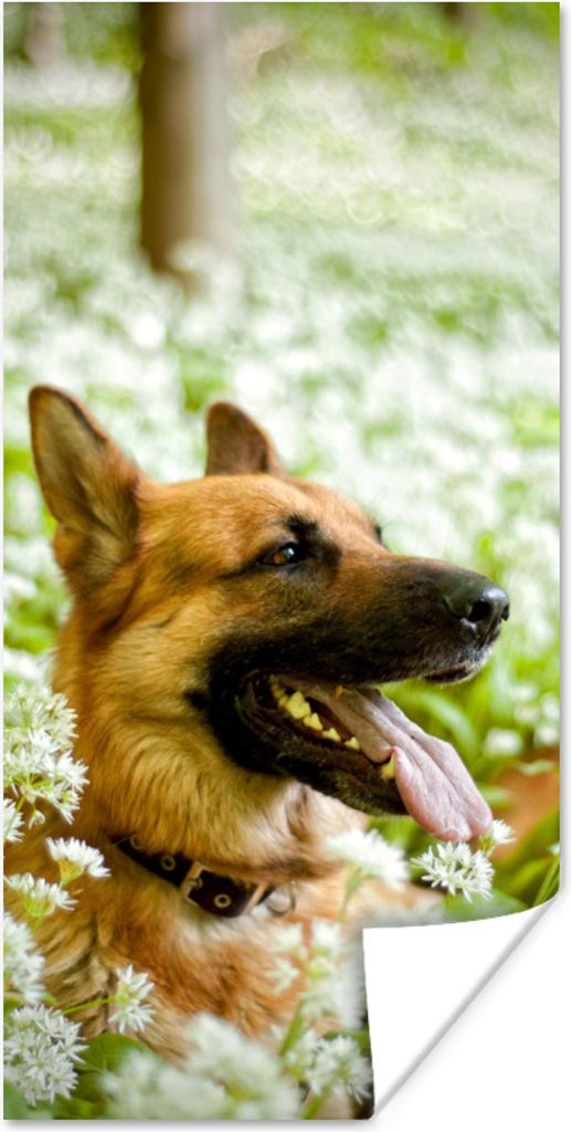MuchoWow Poster Deutscher Schäferhund sitzt inmitten der weißen Blumen 75x150 cm - Dekoration für die Wände