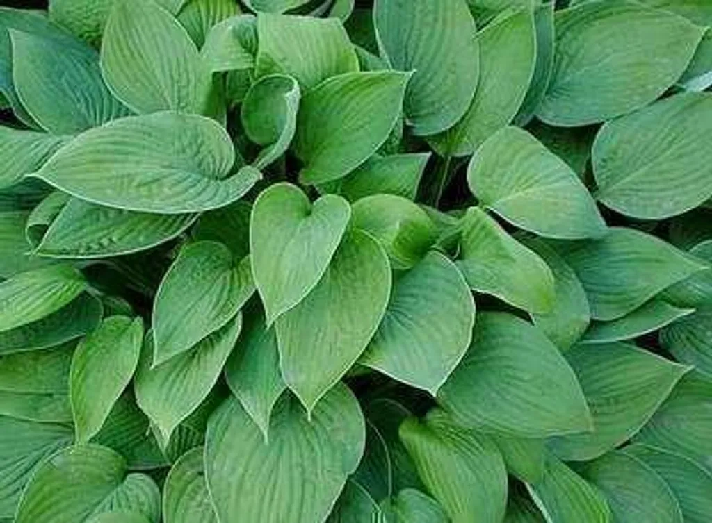 Couvre-sol d'Ombre Hosta Hyacinthina - Lot de 6 Plants pour Bordures