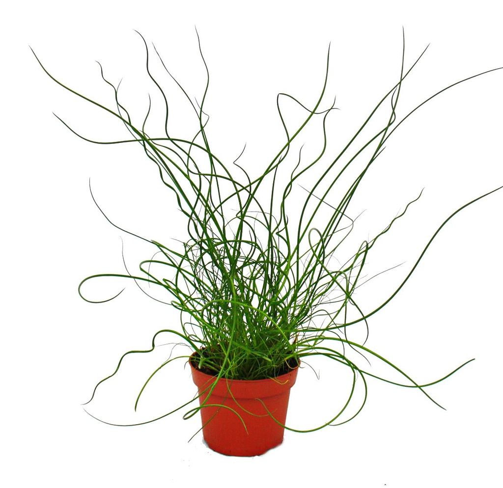 Liebeslocke, Juncus effusus Spiralis, Korkenzieherbinse Produktbild 