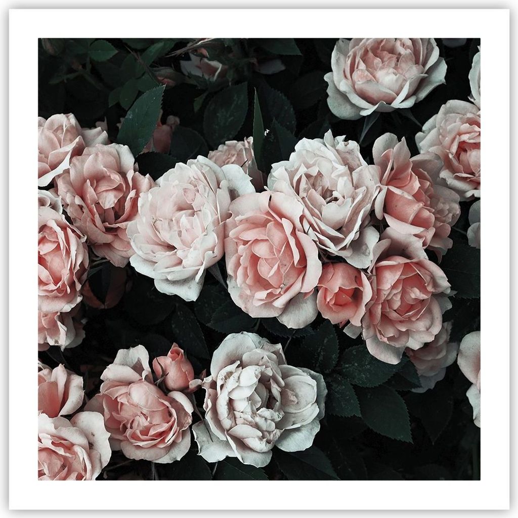 Poster - Poster ohne Rahmen - Rosen Blumen Blätter - 60x60 cm - Wand Bild - Wanddeko - Wandbilder - Kunstposter - Wandposter - Bilder - Kunstdruck...