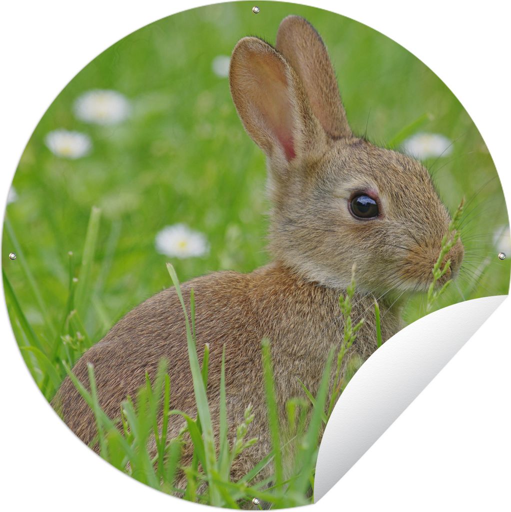 MuchoWow Gartenposter Outdoor-Poster Rund Kaninchen - Blumen - Gras Ø 90 cm Gartendeko Rundes Poster draußen