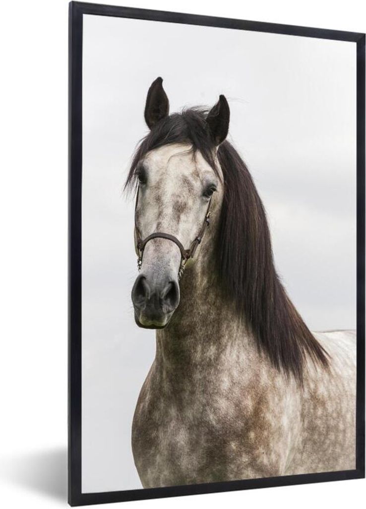 MuchoWow Gerahmtes Poster Pferd - Andalusier - Halfter - Grau 20x30 cm - Poster mit Schwarzem Bilderrahmen Wandposter Rahmen Foto Bilder - Drucke...