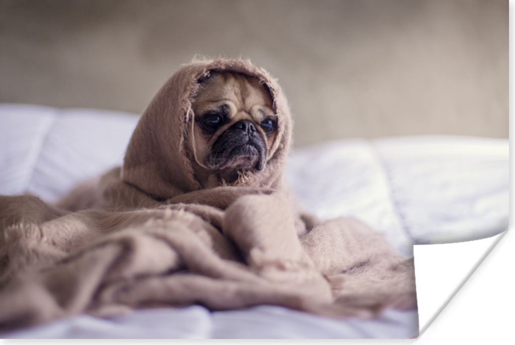 MuchoWow Poster Hund - Decke - Bett 30x20 cm - Plakate - Print