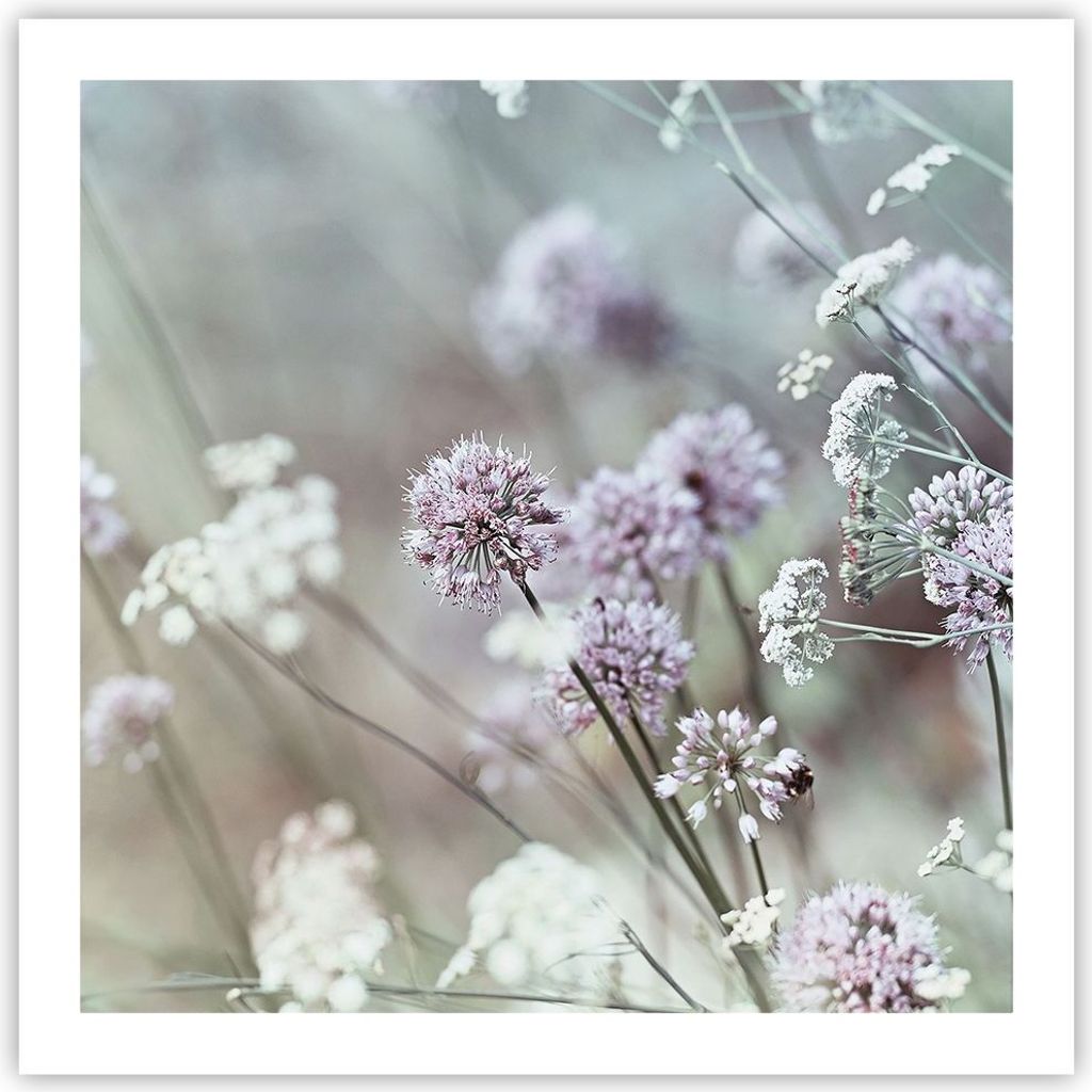Poster - Poster ohne Rahmen - Wiese Knoblauch Blume - 60x60 cm - Wand Bild - Wanddeko - Wandbilder - Kunstposter - Wandposter - Bilder - Kunstdruck...