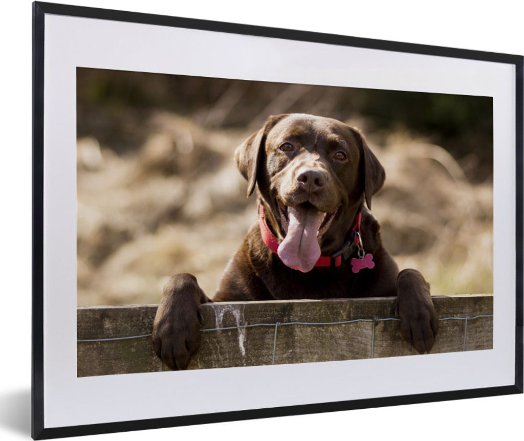 MuchoWow MuchoWow Gerahmtes Poster Labrador Retriever schaut über einen Zaun 60x40 cm - Poster mit zchwarzem Bilderrahmen - Schlafzimmer - Pla...