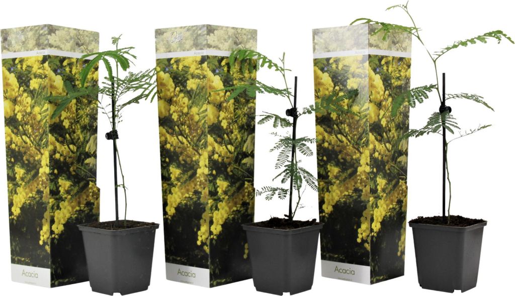 Three potted mimosa plants are displayed in front of decorative packaging.