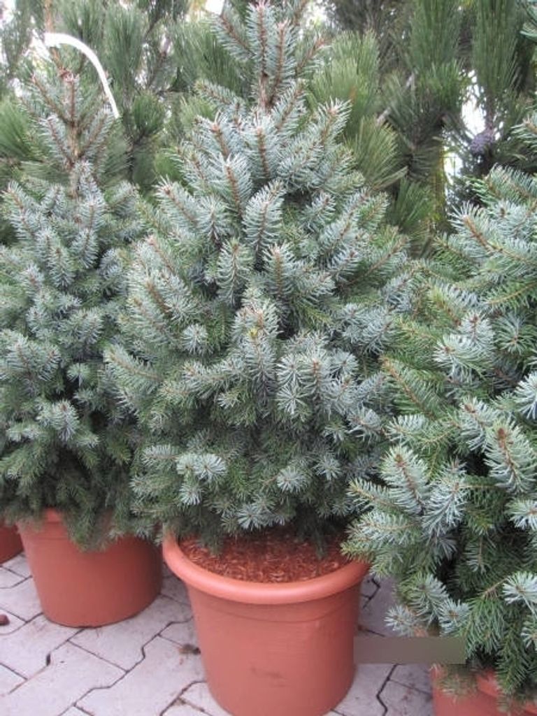 Picea omorika Zuckerhut - Serbische Fichte Zuckerhut - Produktbild 