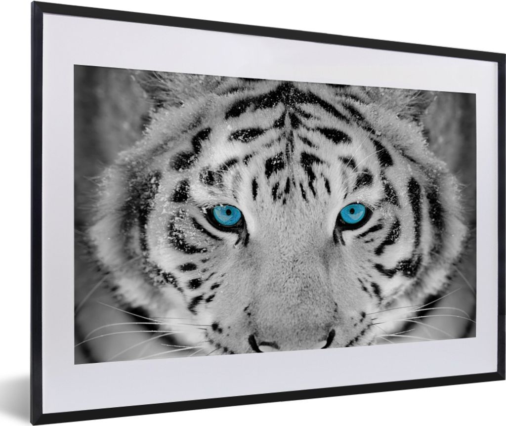 MuchoWow Gerahmtes Poster Tiger - Winter - Tiere 60x40 cm - Poster mit Schwarzem Bilderrahmen Wandposter Rahmen Foto Bilder - Schlafzimmer - Plak...
