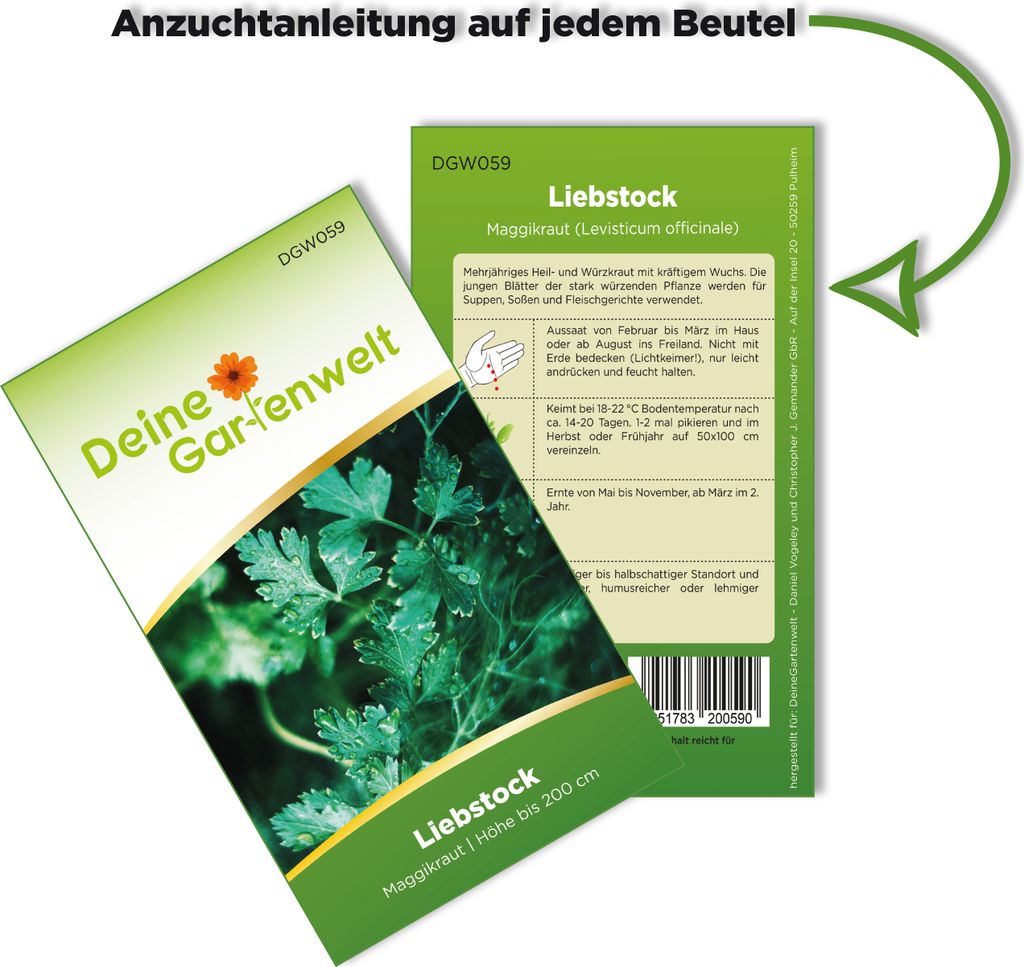 Liebstock Maggikraut Samen - Levisticum officinale - Produktbild 3