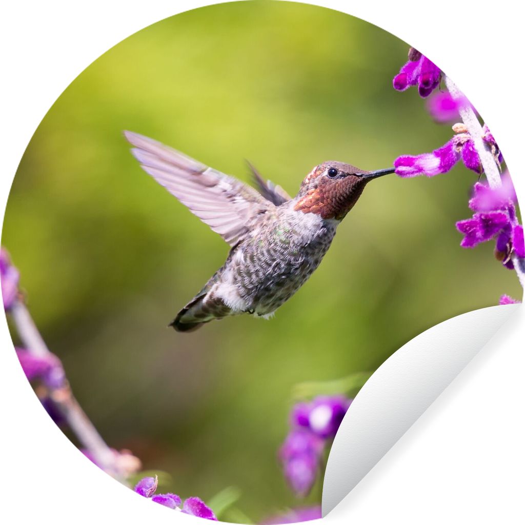 MuchoWow Runde Wandtattoo - Wandsticker Tapete Aufkleber Kolibri - Vogel - Natur Ø 80 cm Selbstklebend und Repositionierbar - Wandaufkleber - Kr...