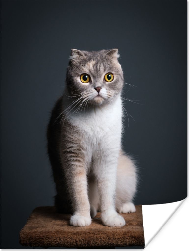 MuchoWow® Poster Katze - Haustiere - Licht 90x120 cm - Produktbild 