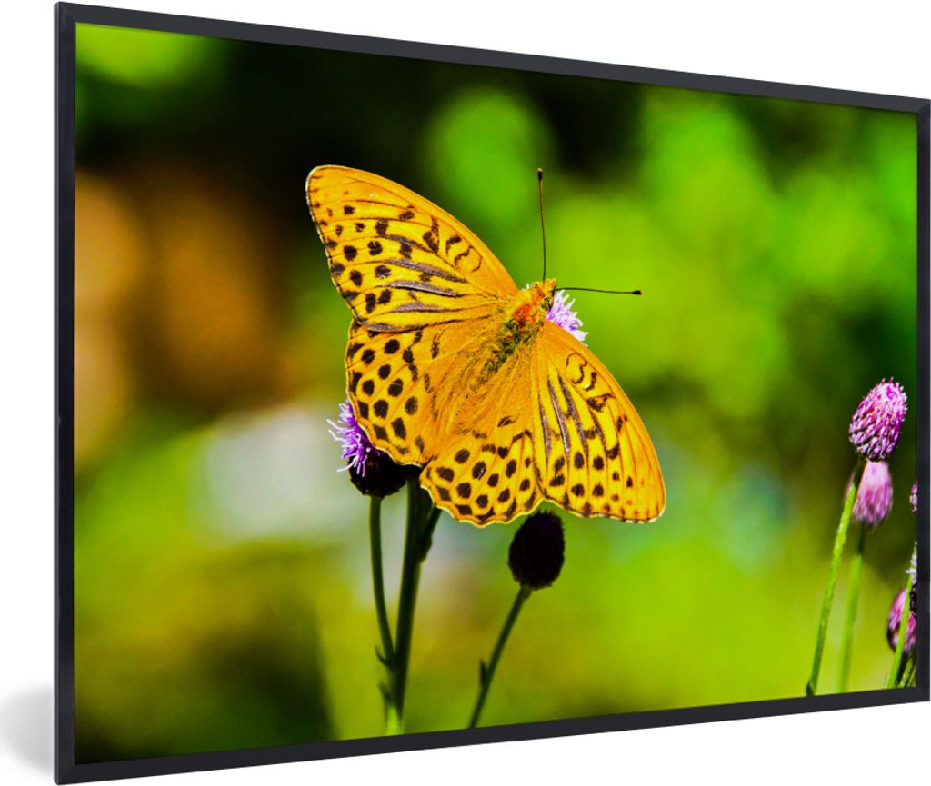 MuchoWow Gerahmtes Poster Schmetterling - Tiger - Blume 90x60 cm - Poster mit Schwarzem Bilderrahmen Wandposter Rahmen Foto Bilder - Fotorahmen -...
