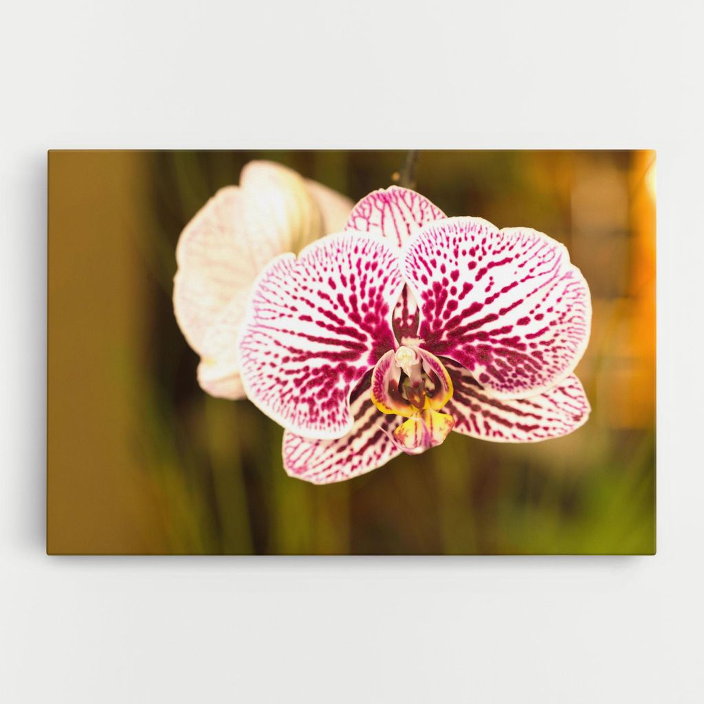 ARTHUB Leinwandbild 20x30 cm, Garden Orchids | Wohnzimmerdekoration, Hängende Bilder, Wanddekoration, Heimdekoration, Blumen, Orchideen