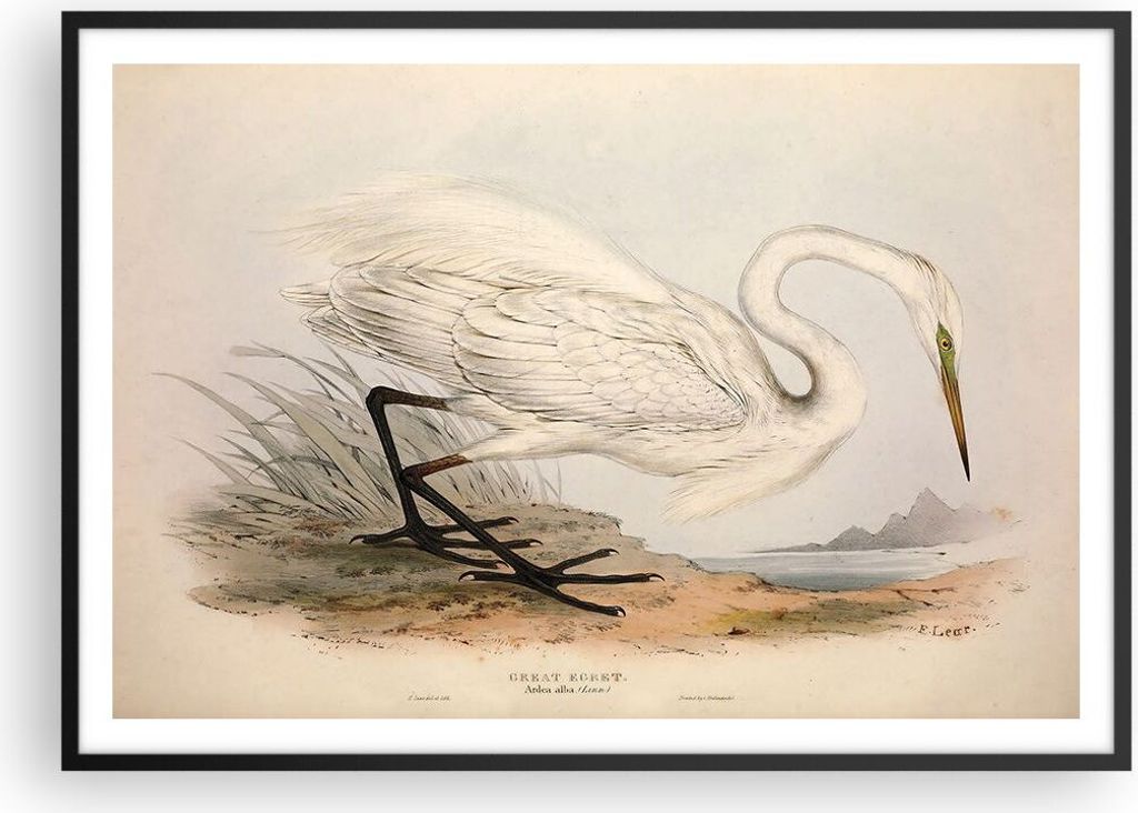 Gerahmtes Poster - Schwarzer Rahmen - Vogel Weiß Reiher - 100x70 cm - Wand Bild - Wanddeko - Wandbilder - Kunstposter - Wandposter - Bilderrahmen ...