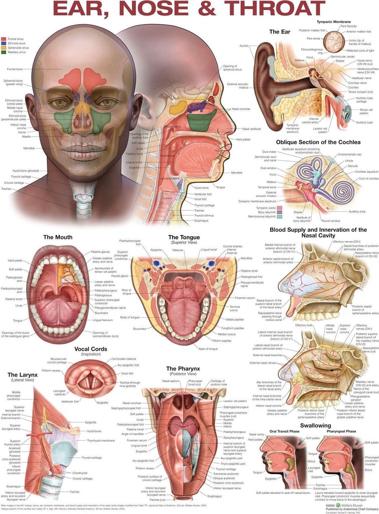 Ear, Nose, and Throat Anatomical Chart