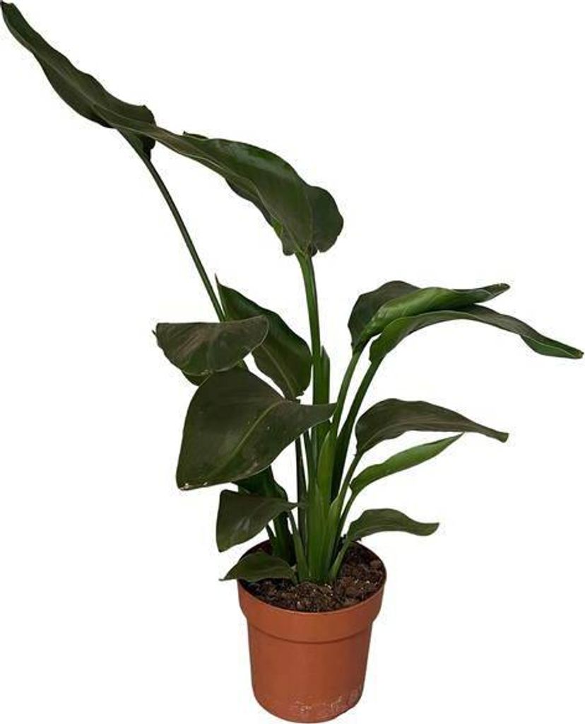 Strelitzia Nicolai Baum-Strelitzie Ø17cm 65cm Zimmerpflanze exotisch