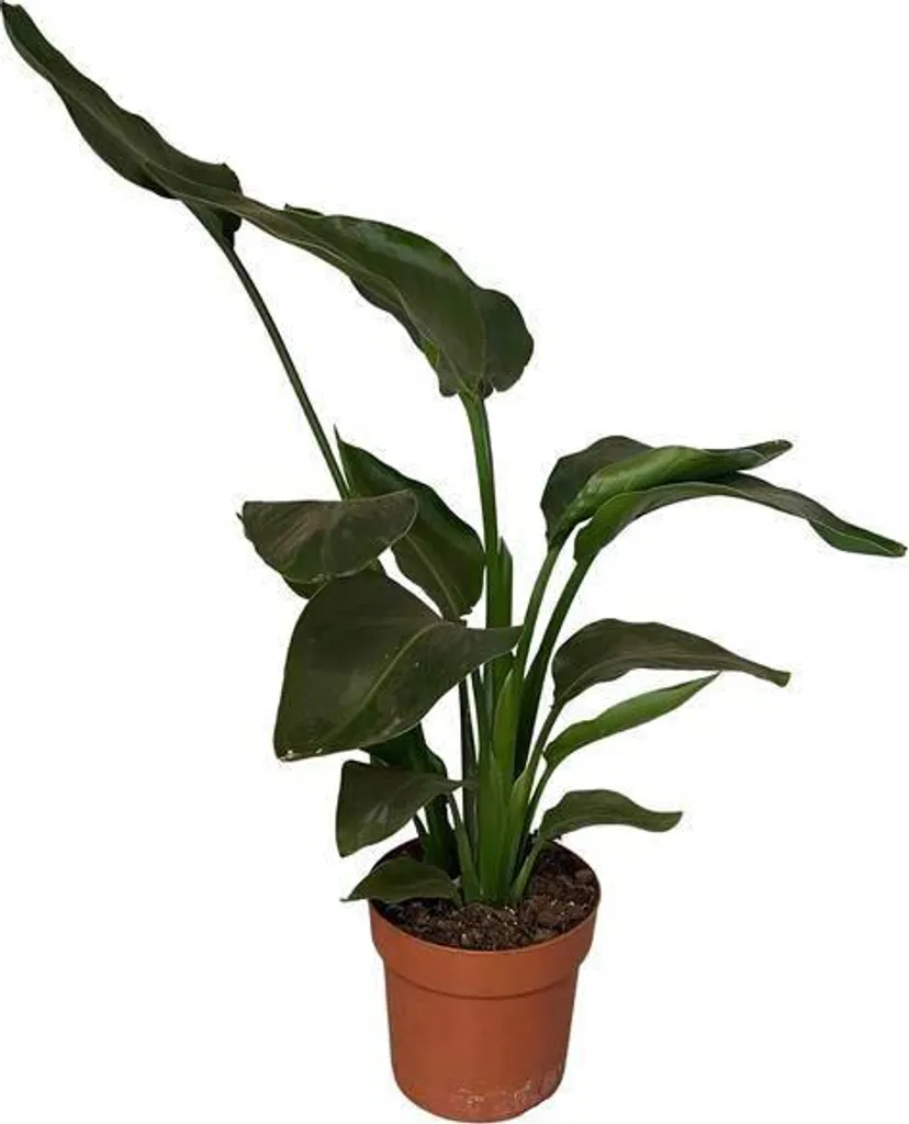Plante verte exotique Strelitzia Nicolai 65 cm - Décoration naturelle