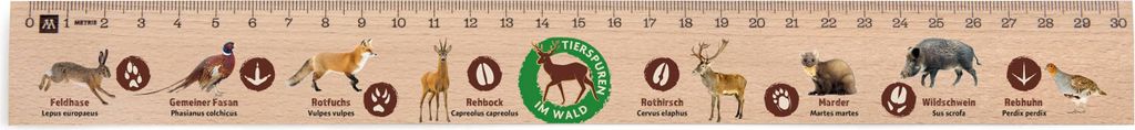Metrie, Didakt-M09 Holzlineal, bedrucktes Tierspuren, 30 cm