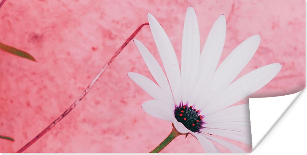 MuchoWow Poster Blumen - Rosa - Vintage 40x20 cm - Poster für die Wand - Poster Schlafzimmer