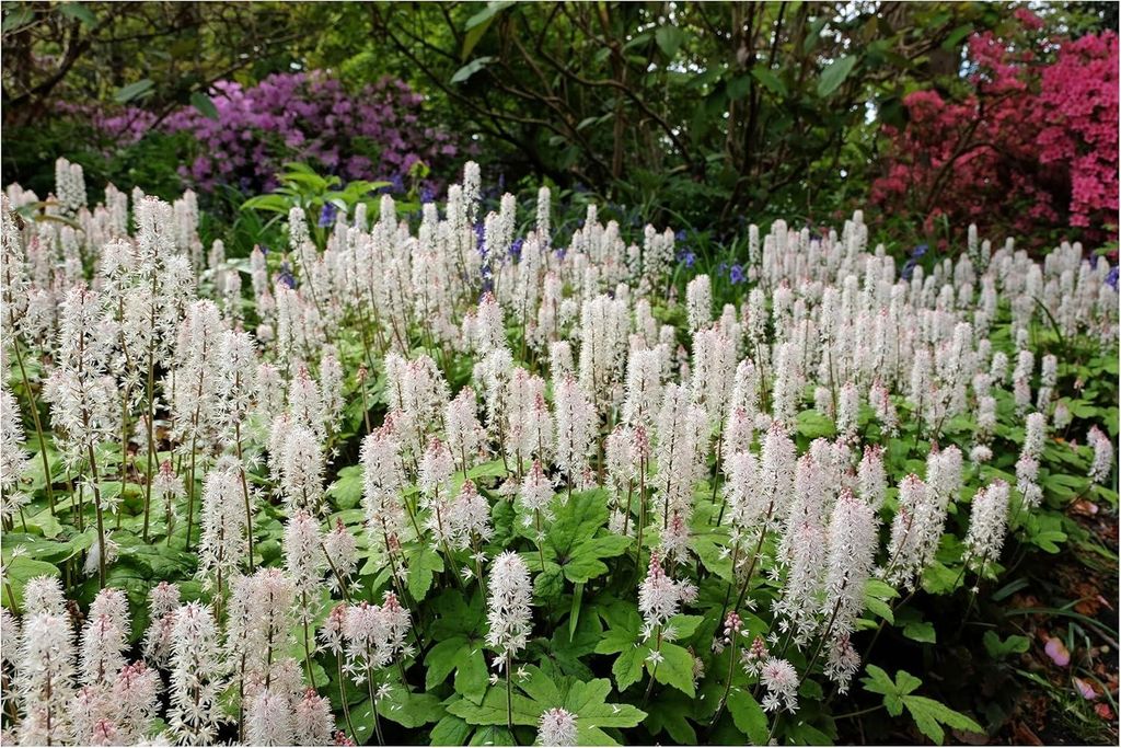 Stauden Gänge 1 x Tiarella wherryi - Schaumblüte - Der perfekte Akzent für schattige Gartenbereiche - Tolles Blütenmeer - Mehrjährig - Bodende...