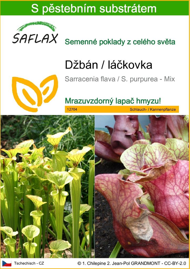 SAFLAX - džbán / láčkovka - Sarracenia flava / S. purpurea Obrázek produktu 