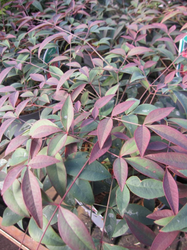 Nandina domestica Flirt - Himmelsbambus - Heiliger Bambus - 30-40cm