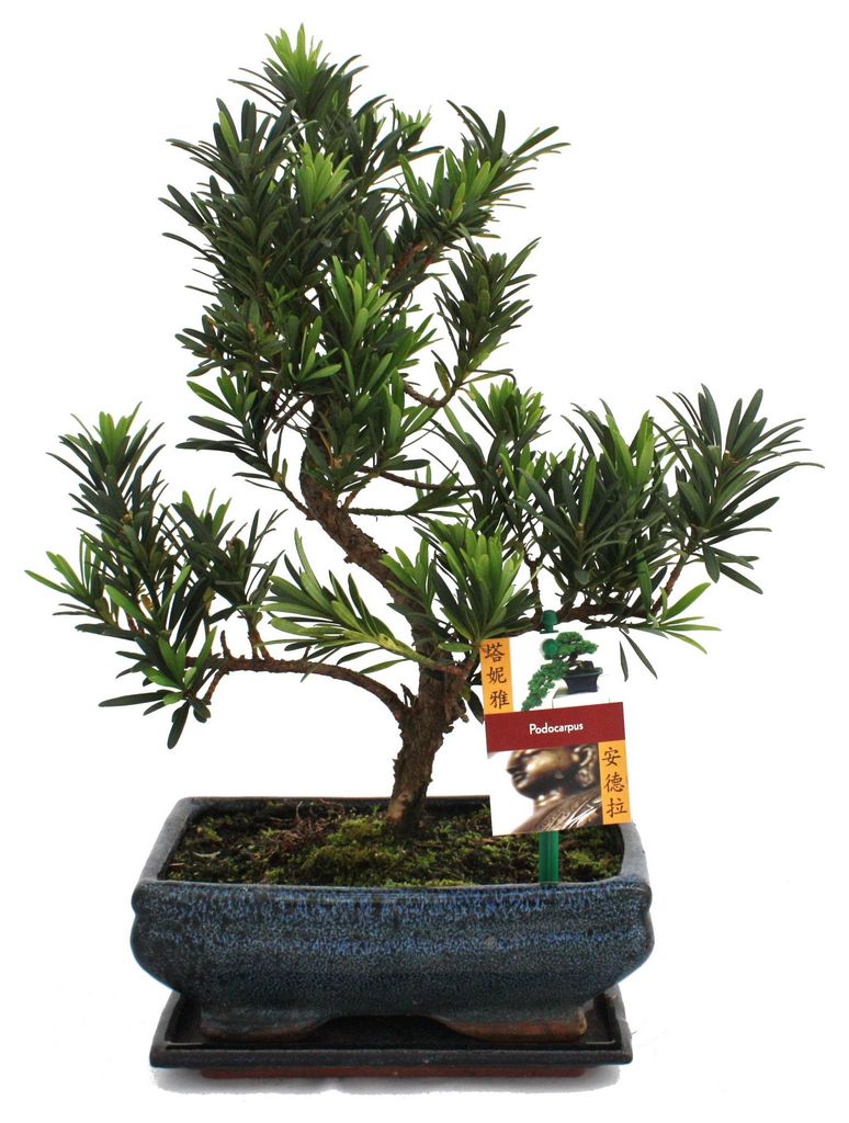 Bonsaj tisovec velkokvětý - Podocarpus macrophyllus - cca. Obrázek produktu 