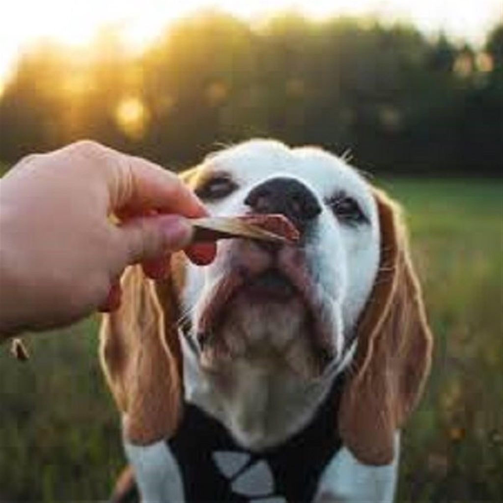 A dog is being fed a treat by a person's hand in an outdoor setting during sunset.