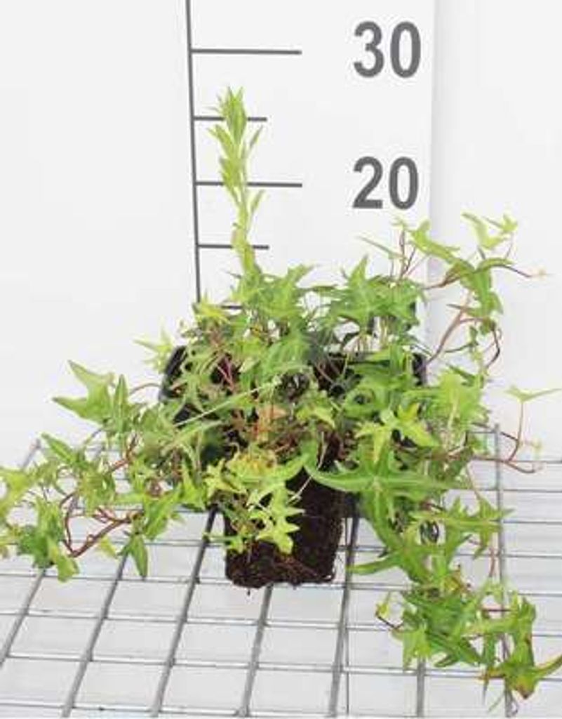 12 x Hedera helix 'Sagittifolia' - Efeu 'Sagittifolia - Topf 9 cm x 9 cm