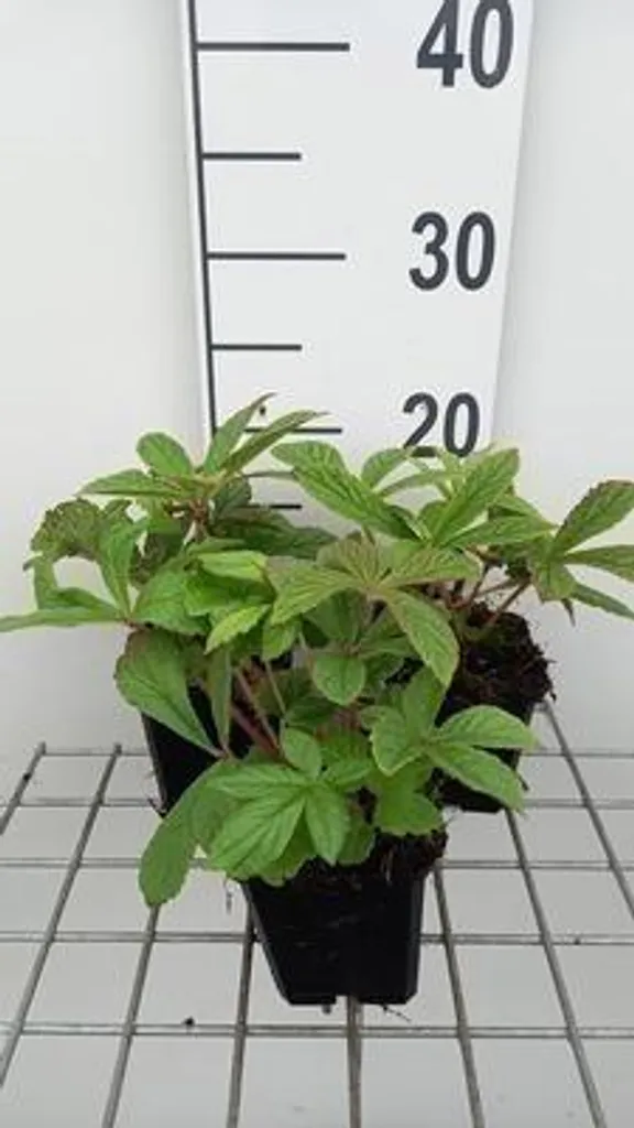 Feuillage spectaculaire : 6 Rodgersia henrici en pots pour massif frais