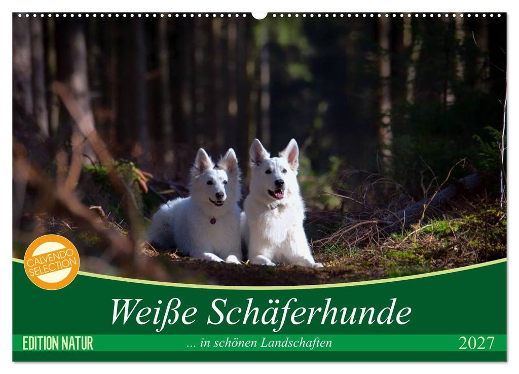 Weiße Schäferhunde in schönen Landschaften (Wandkalender 2027 DIN A2 quer), CALVENDO Monatskalender