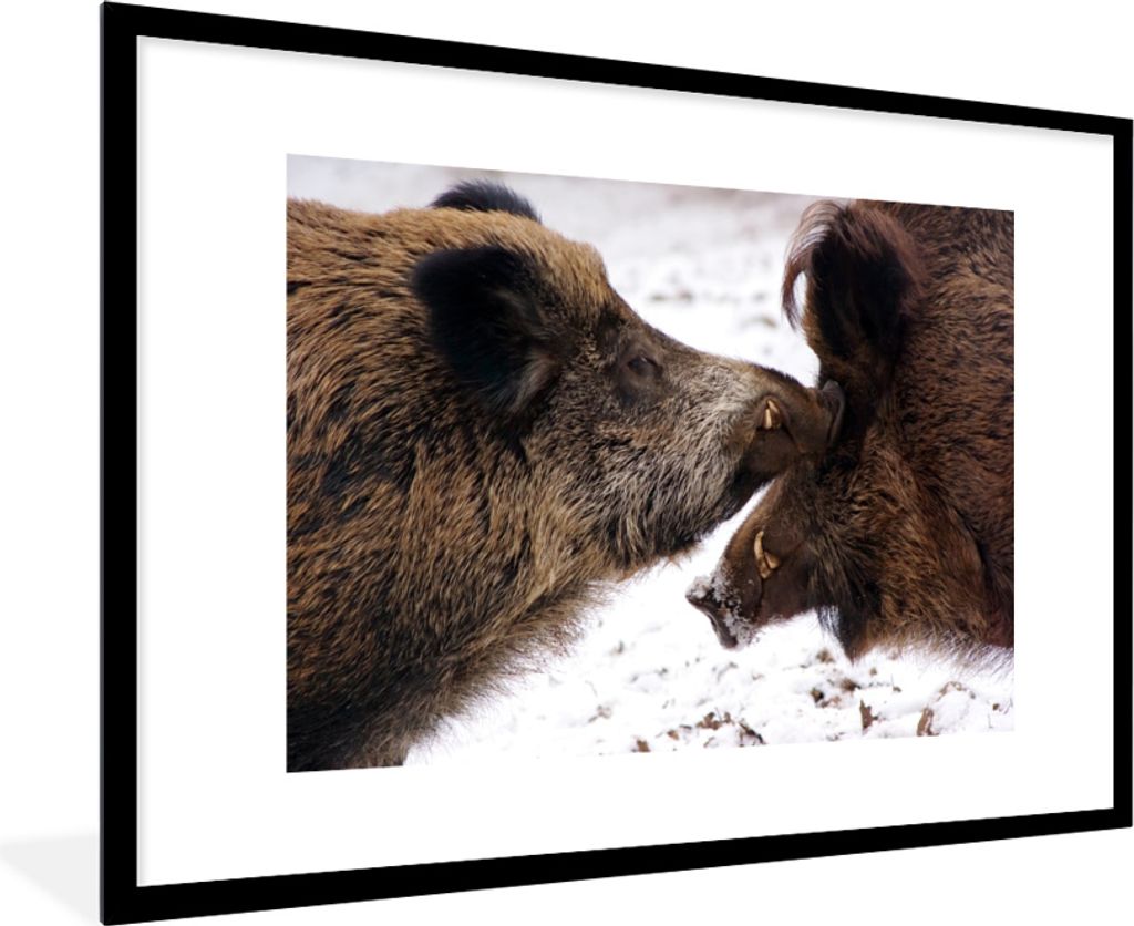 MuchoWow MuchoWow Gerahmtes Poster Wildschwein - Tier - Schnee 90x60 cm - Poster mit zchwarzem Bilderrahmen - Wanddekoration - Fotos