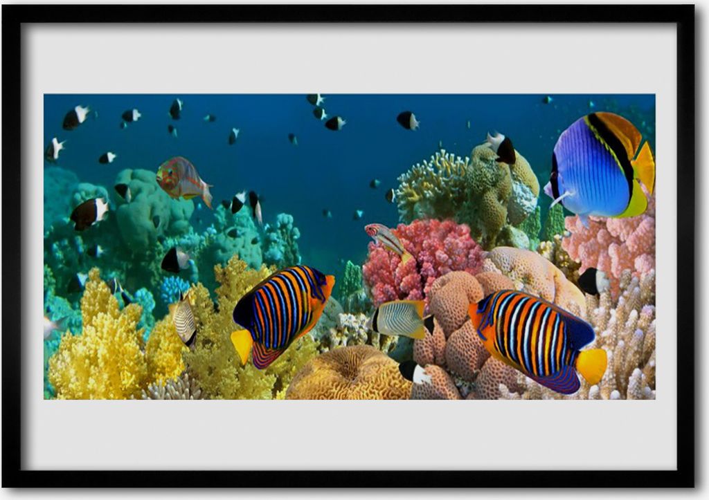 Bild 70x50 MDF-Rahmen Wandkunst Barrier Reef Nature