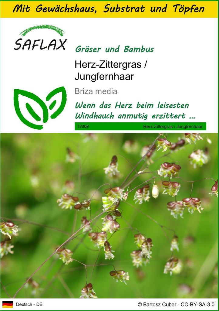 SAFLAX Anzucht Set - Herz-Zittergras / Jungfernhaar - Briza media - 75 Samen - Mit Mini-Gewächshaus, Anzuchtsubstrat und 2 Töpfen