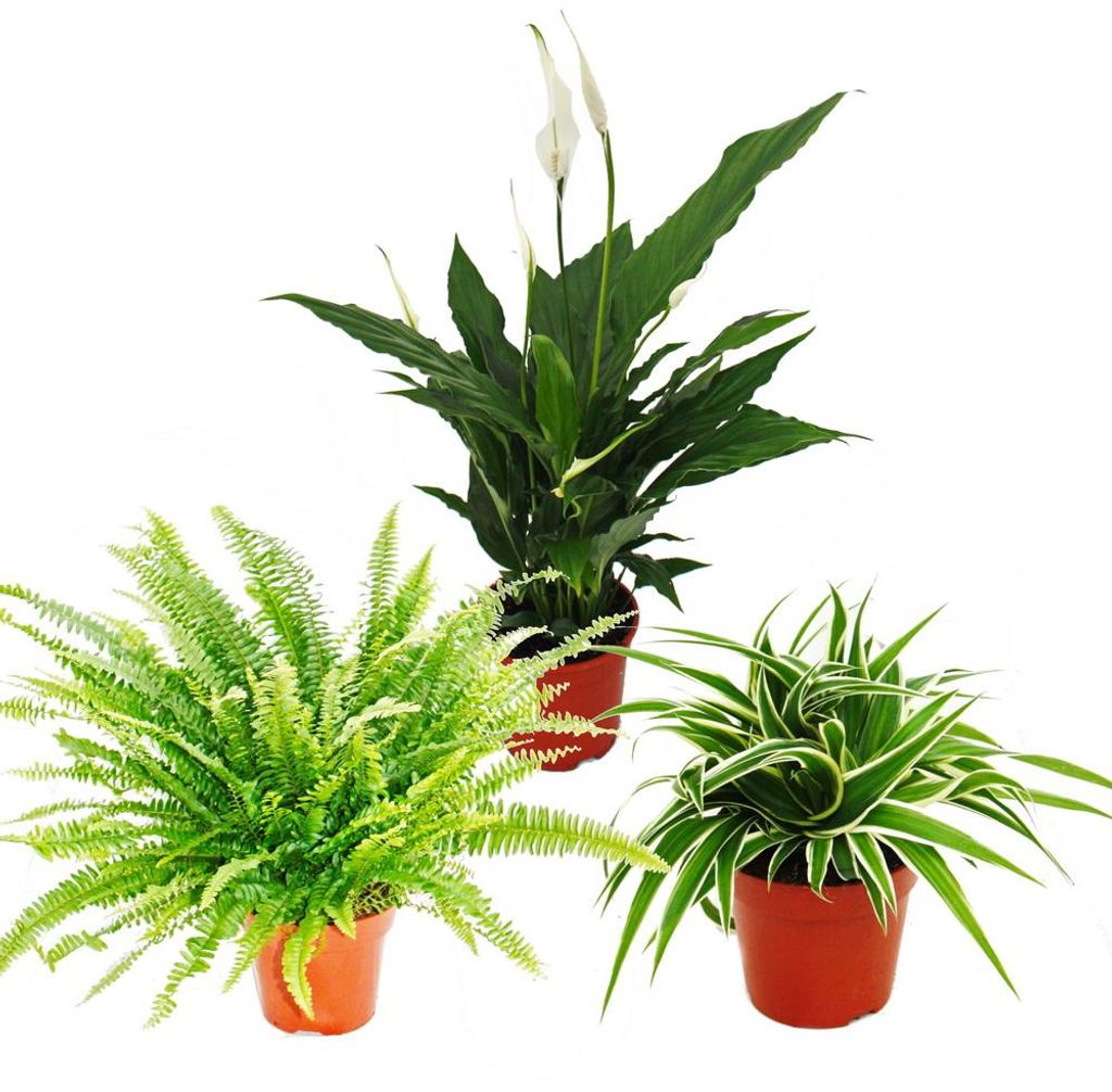 Trio de plantes d'intérieur "Purificateur d'air" - Set de Obrázek produktu 